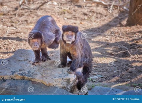 Tufted Capuchin Black Capped Capuchin Exotic Monkeys In The Monkey Tufted Capuchin Black Capped Capuchin Exotic Monkeys In The Monkey
