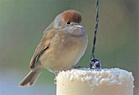 Unravelling The Secrets Of Your Garden Blackcap Bird Notes North Wales Unravelling The Secrets Of Your Garden Blackcap Bird Notes North Wales