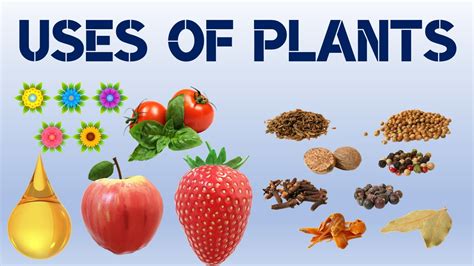 Uses Of Plants For Kids Use Of Plants Plants And Their Uses Uses Of Plants For Kids Use Of Plants Plants And Their Uses