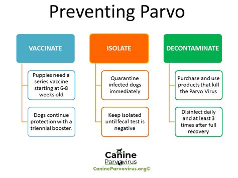 Vaccination For Parvovirus Side Effects Vaccination For Parvovirus Side Effects