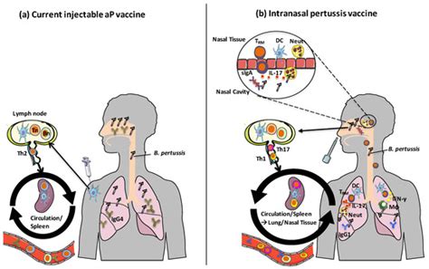 Vaccines Free Full Text Next Generation Pertussis Vaccines Based On Vaccines Free Full Text Next Generation Pertussis Vaccines Based On