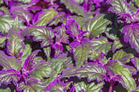 Velvet Plants Care