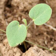 5 Velvetleaf Seedling Tips