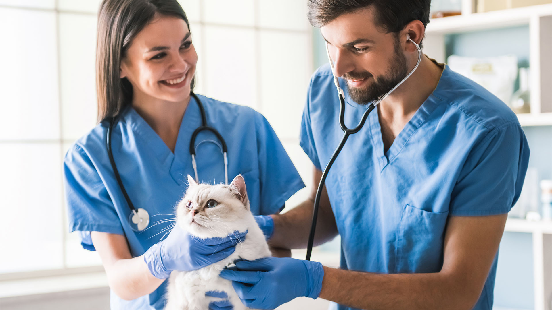Veterinary Clinic Cat Dog Vaccinations Kitten Puppy Shots Petco Veterinary Clinic Cat Dog Vaccinations Kitten Puppy Shots Petco
