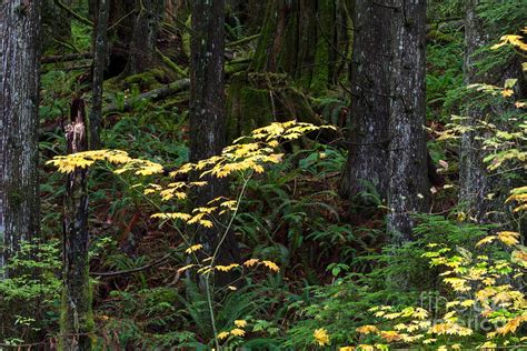Vine Maples In The Forest Photograph By Michael Russell Vine Maples In The Forest Photograph By Michael Russell