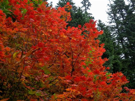 5 Vine Maple Tips