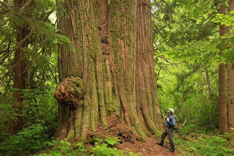 Wa Tree Information