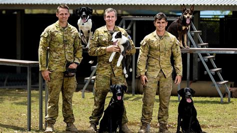 War Dogs Serve Range Of Roles For Australian Defence Forces Adf