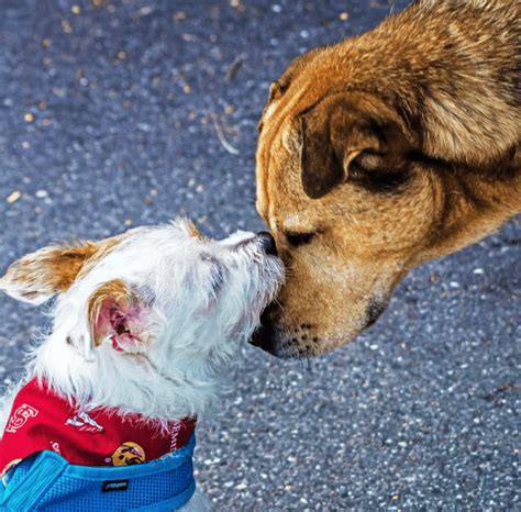 We Re Digging This New Dating App To Connect Cat And Dog Lovers We Re Digging This New Dating App To Connect Cat And Dog Lovers