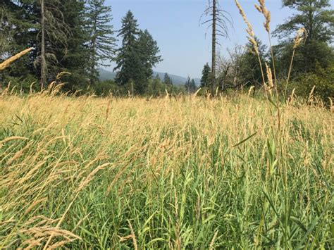 Weed Management Resources 4 County Cwma Weed Management Resources 4 County Cwma