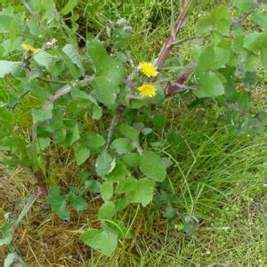 Weeds Sowthistle Annual And Perennial Sonchus Oleraceus Sonchus Weeds Sowthistle Annual And Perennial Sonchus Oleraceus Sonchus