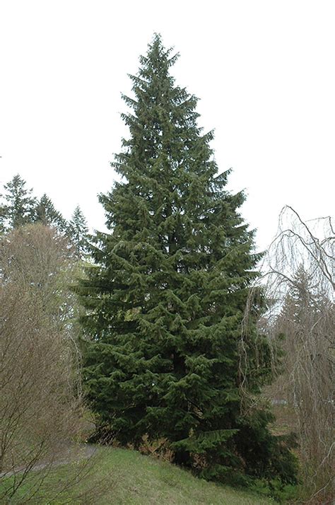 Western Hemlock Tree Facts Identification Distribution Pictures Western Hemlock Tree Facts Identification Distribution Pictures