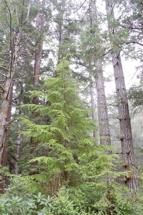 Western Hemlock Tsuga Heterophylla Friends Of Gualala River Western Hemlock Tsuga Heterophylla Friends Of Gualala River