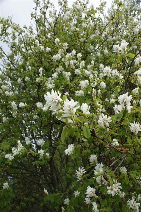 5 Western Serviceberry Facts