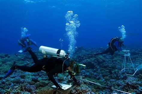 What Does A Marine Biologist Do Including Their Typical Day At Work What Does A Marine Biologist Do Including Their Typical Day At Work