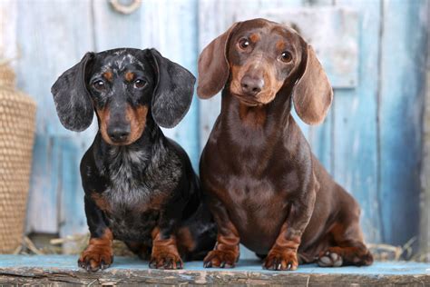 What Health Problems Are Dachshunds Prone To I Love Dachshunds What Health Problems Are Dachshunds Prone To I Love Dachshunds