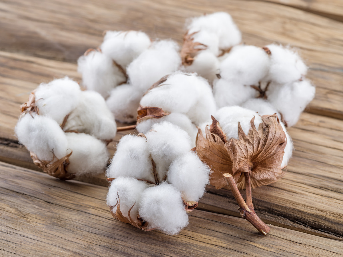 What Is Cotton Fever Symptoms Treatment Prevention What Is Cotton Fever Symptoms Treatment Prevention