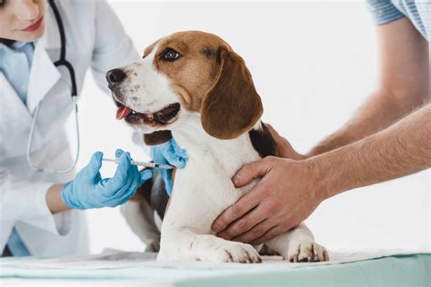 5 Facts DHLPP Vaccine