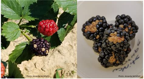 What Is Going On With My Blackberry Fruit Identifying Blackberry Fruit What Is Going On With My Blackberry Fruit Identifying Blackberry Fruit