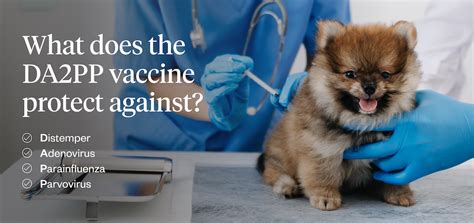 What Is The Da2pp Vaccine For Dogs One Top Dog What Is The Da2pp Vaccine For Dogs One Top Dog
