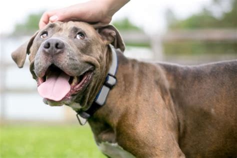 What Is The Dhpp Vaccine For Dogs Gilbert Vets What Is The Dhpp Vaccine For Dogs Gilbert Vets