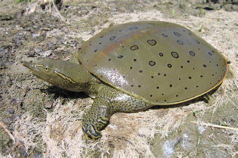 What Is The Difference Between Hard And Soft Shelled Turtles The What Is The Difference Between Hard And Soft Shelled Turtles The