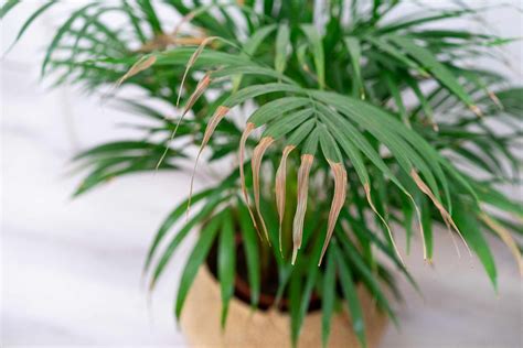 What S Wrong With My Plant How To Fix 12 Houseplant Problems What S Wrong With My Plant How To Fix 12 Houseplant Problems
