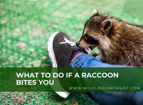 What To Do If A Raccoon Bites You Best Home Remedies Wildlife Checklist What To Do If A Raccoon Bites You Best Home Remedies Wildlife Checklist