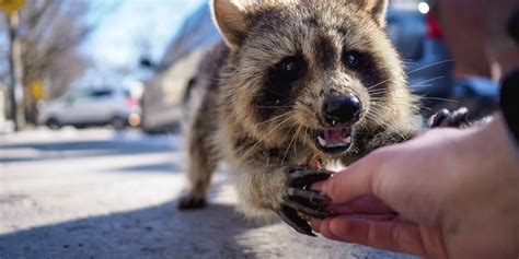 What To Do If A Raccoon Bites You Best Treatment What To Do If A Raccoon Bites You Best Treatment