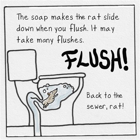 What To Do If A Rat Comes Up Your Toilet Public Health Insider What To Do If A Rat Comes Up Your Toilet Public Health Insider