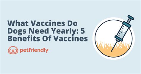 What Vaccines Do Dogs Need Yearly 5 Benefits Of Vaccines For Dogs Petfriendly Box What Vaccines Do Dogs Need Yearly 5 Benefits Of Vaccines For Dogs Petfriendly Box