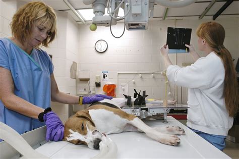 Where Do Vets Work
