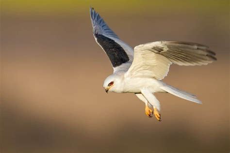 White Tailed Kite The Ultimate Guide Operation Migration White Tailed Kite The Ultimate Guide Operation Migration