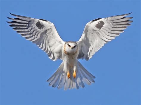 White Tailed Kite White Tailed Kite