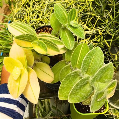 White Velvet Plant Tradescantia Sillamontana Plant Care And Tips White Velvet Plant Tradescantia Sillamontana Plant Care And Tips