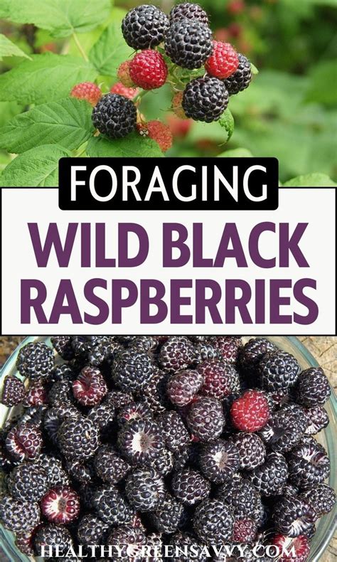 Wild Black Raspberries Identifying And Foraging Blackcap Raspberries Wild Black Raspberries Identifying And Foraging Blackcap Raspberries
