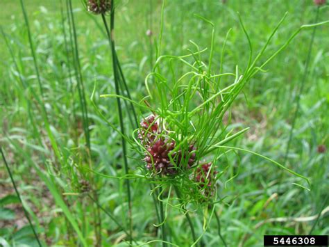 Wild Garlic Weed Wild Garlic Weed