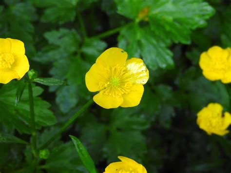 Wildflower Creeping Buttercup Ranunculus Repens Pine Creek Rail Trail Wildflower Creeping Buttercup Ranunculus Repens Pine Creek Rail Trail