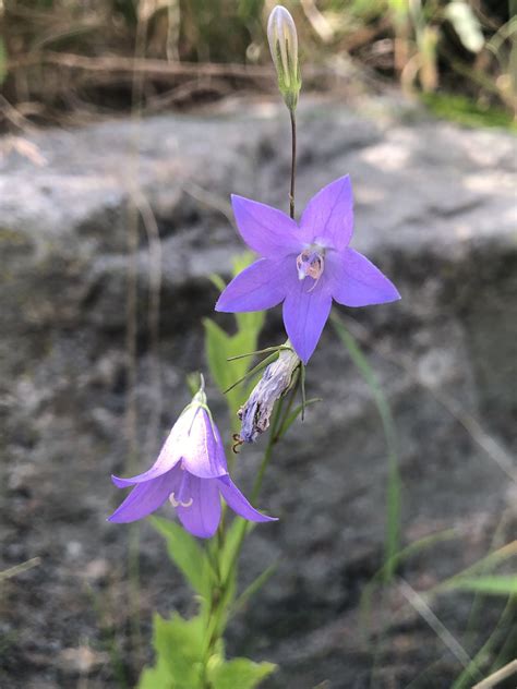 Wisconsin Wildflower Harebell Campanula Rotundifolia Wisconsin Wildflower Harebell Campanula Rotundifolia