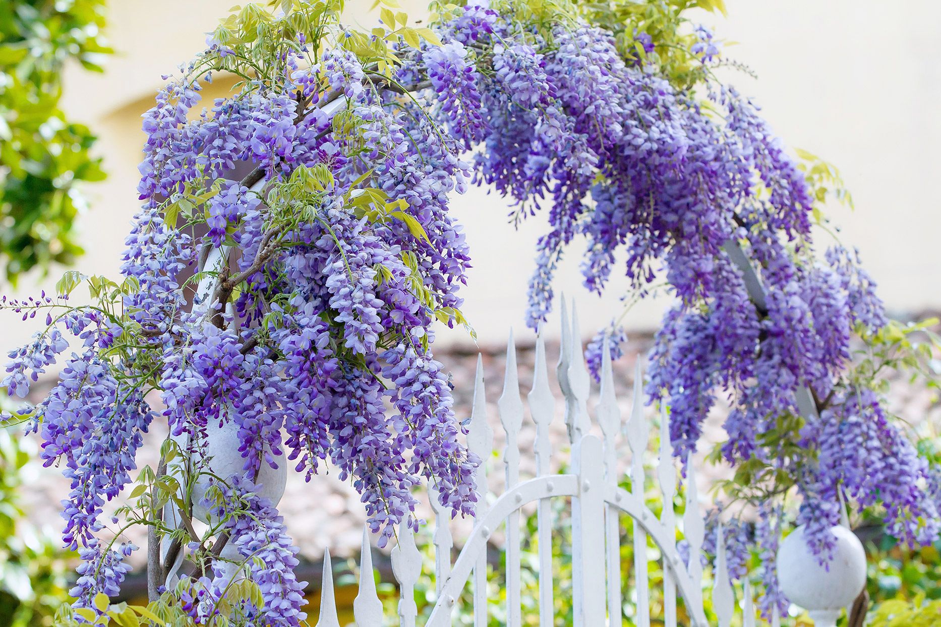 Wisteria Basic Guide To Growing Wisteria Wisteria Growing Basic Wisteria Basic Guide To Growing Wisteria Wisteria Growing Basic