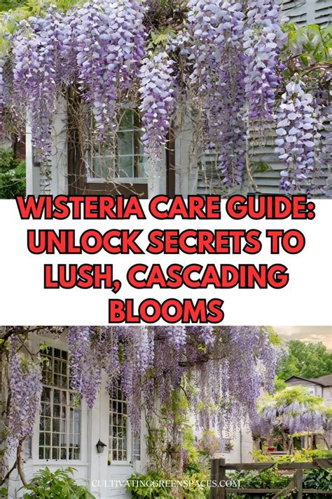 Wisteria Care Guide Unlock Secrets To Lush Cascading Blooms In 2024 Wisteria Care Guide Unlock Secrets To Lush Cascading Blooms In 2024