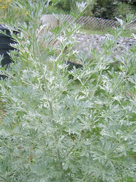 Wormwood Organic Medicinal Live Plants For Sale Crimson Sage Nursery Wormwood Organic Medicinal Live Plants For Sale Crimson Sage Nursery