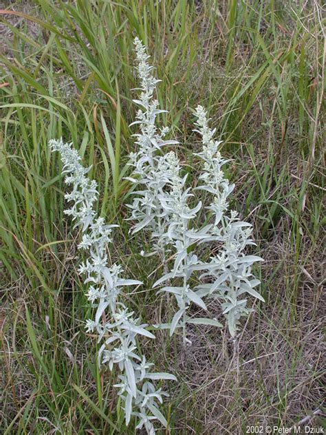5 Ways Wormwood Sage