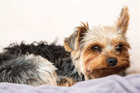 Yorkie Health Issues 9 Genetic Disorders 5 Common Health Problems Yorkie Health Issues 9 Genetic Disorders 5 Common Health Problems