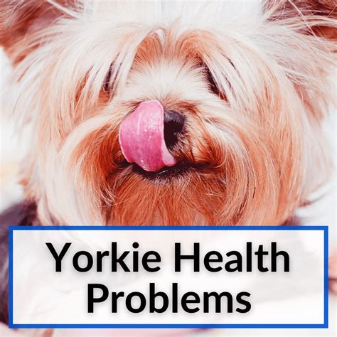Yorkie Health Issues