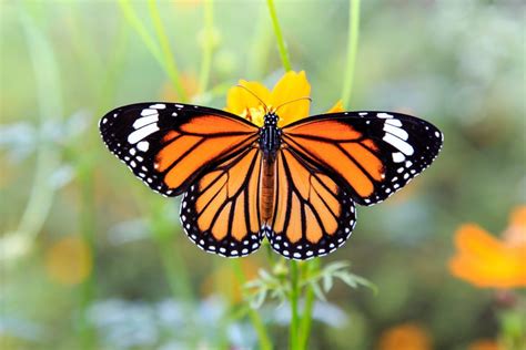 Young Monarch Butterflies Are Stressed By Human Handling Earth Com Young Monarch Butterflies Are Stressed By Human Handling Earth Com